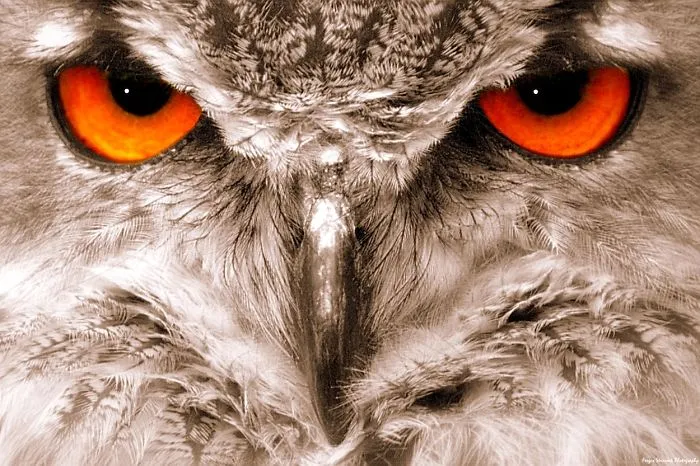 112 Majestic Owls Caught On Camera