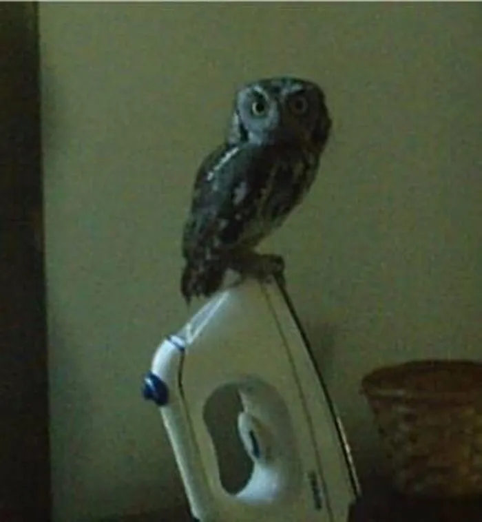 112 Majestic Owls Caught On Camera