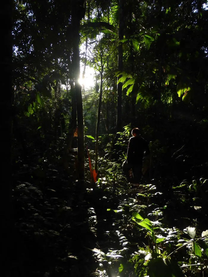 Amazonia