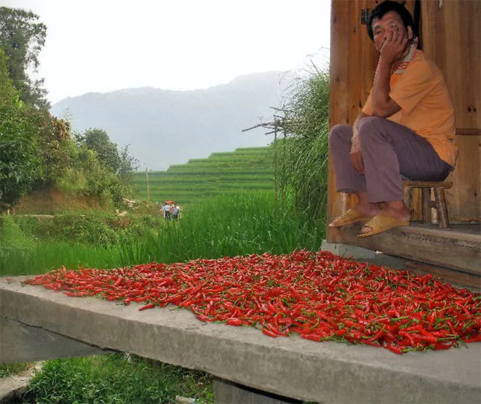 47 Hypnotizing Rice Fields That Look Like Broken Glass