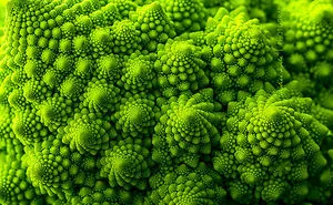 116 Photos Of Geometrical Plants For Symmetry Lovers