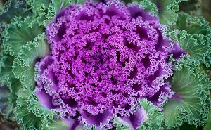 116 Photos Of Geometrical Plants For Symmetry Lovers