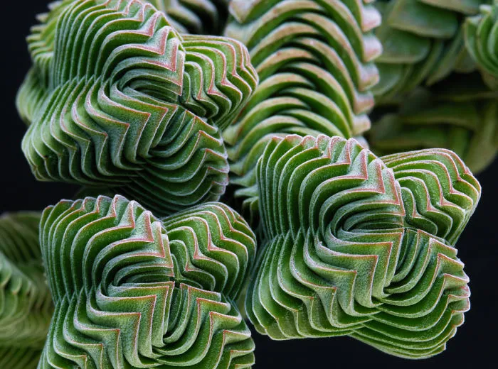 Crassula Buddha's Temple Plant