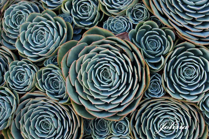 Succulents
