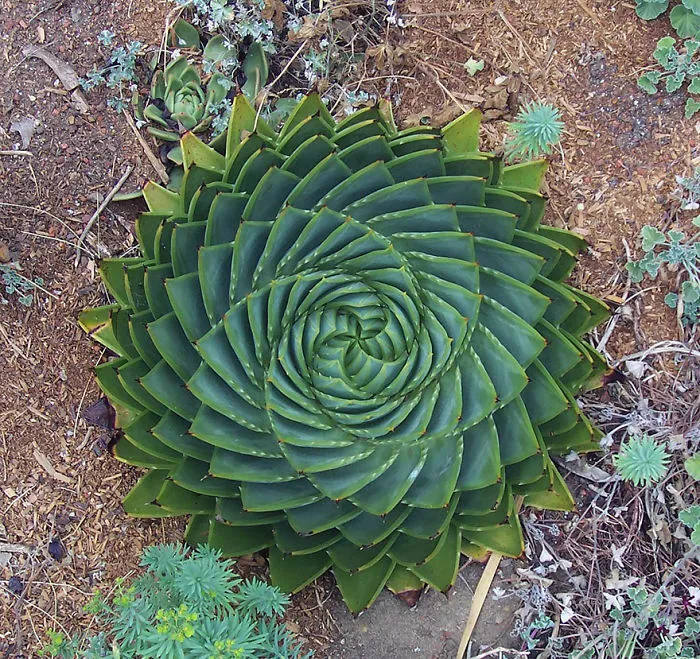 Aloe Polyphylla