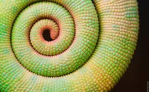 116 Photos Of Geometrical Plants For Symmetry Lovers