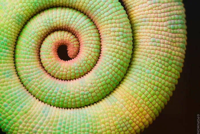 Chameleon Tail