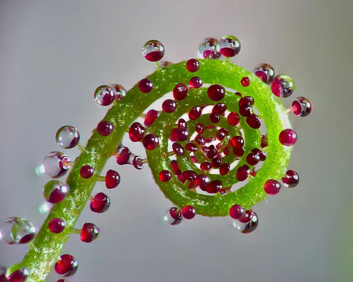 Drosophyllum Lusitanicum