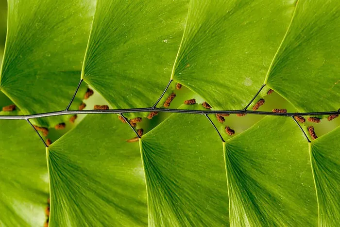 Leaf Ladder
