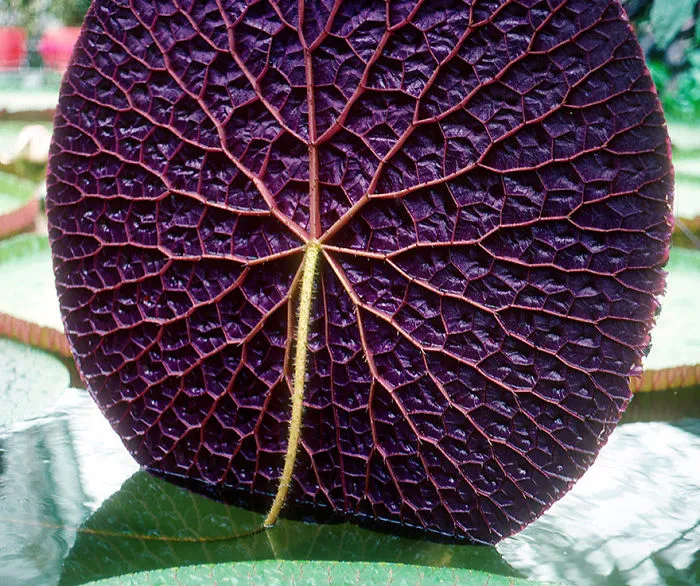 Amazon Lily Pad