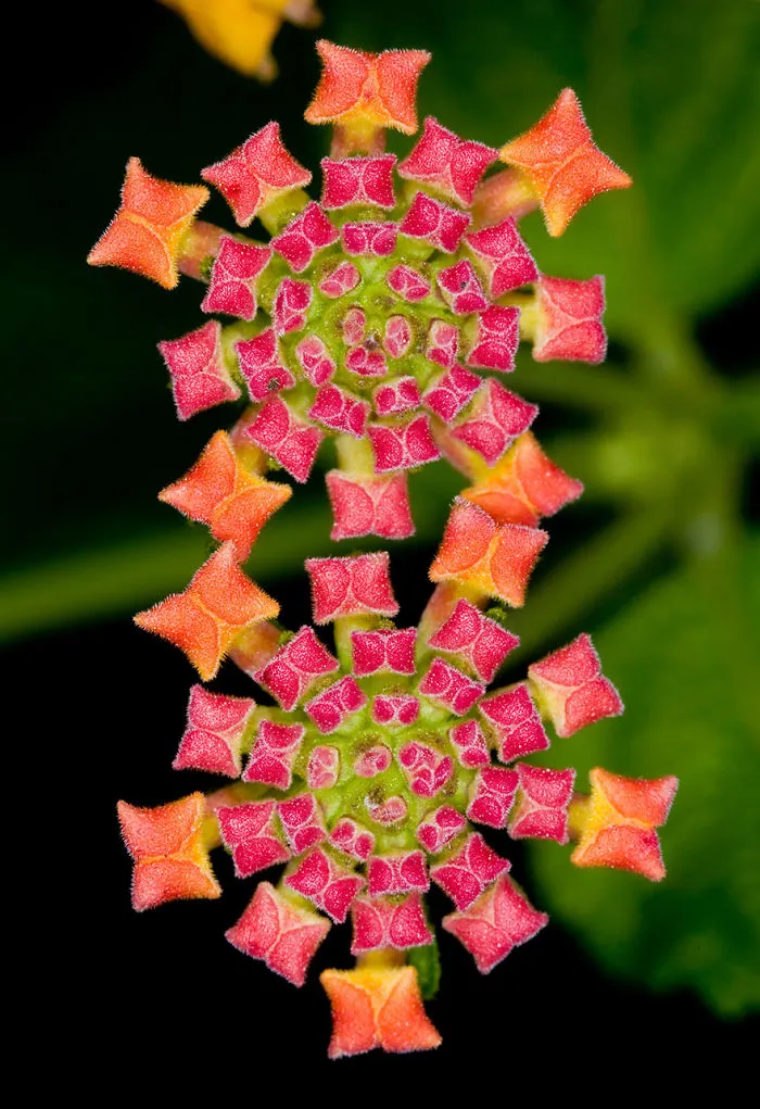Flowers Like Jeweled Carpet