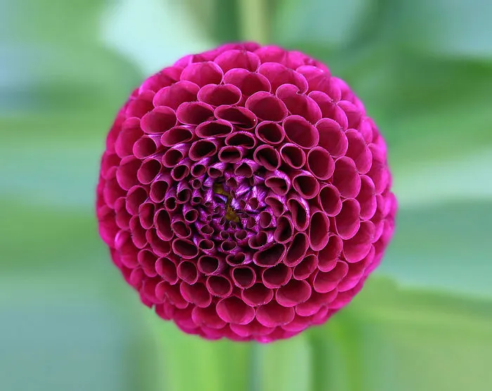 Dahlia