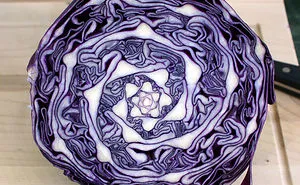 116 Photos Of Geometrical Plants For Symmetry Lovers