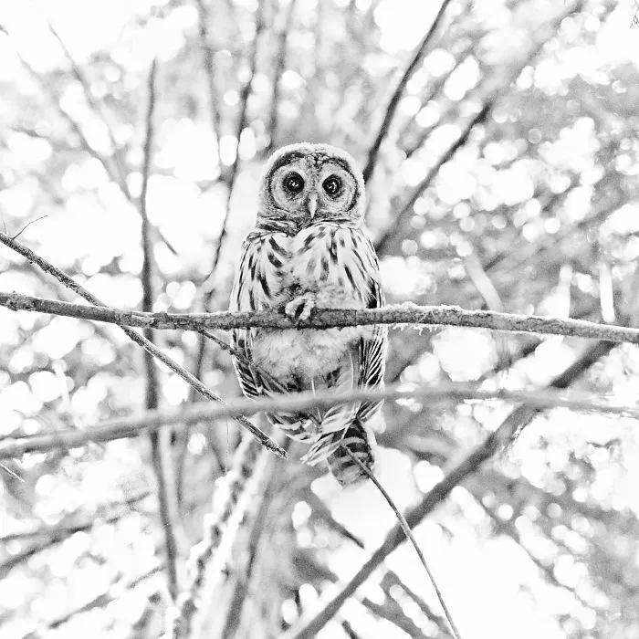 112 Majestic Owls Caught On Camera