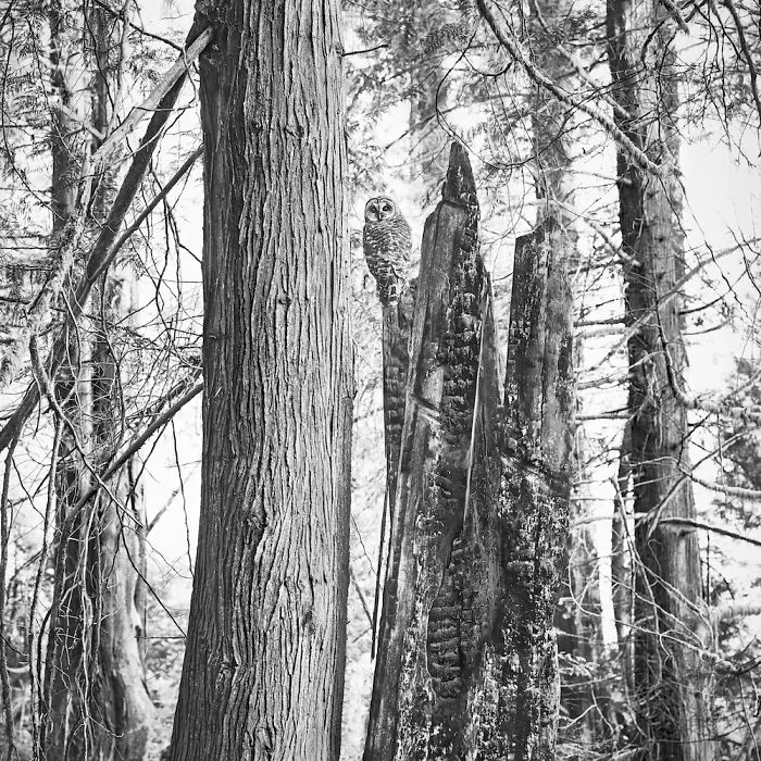 112 Majestic Owls Caught On Camera