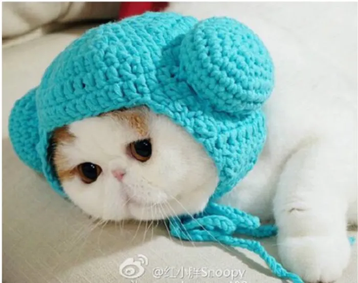 Hat Winter For Cat