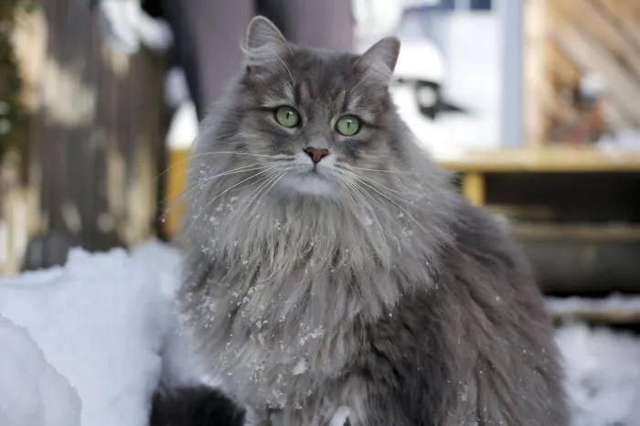 How Many Types Of Cats You Know?