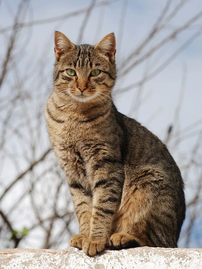Tabby