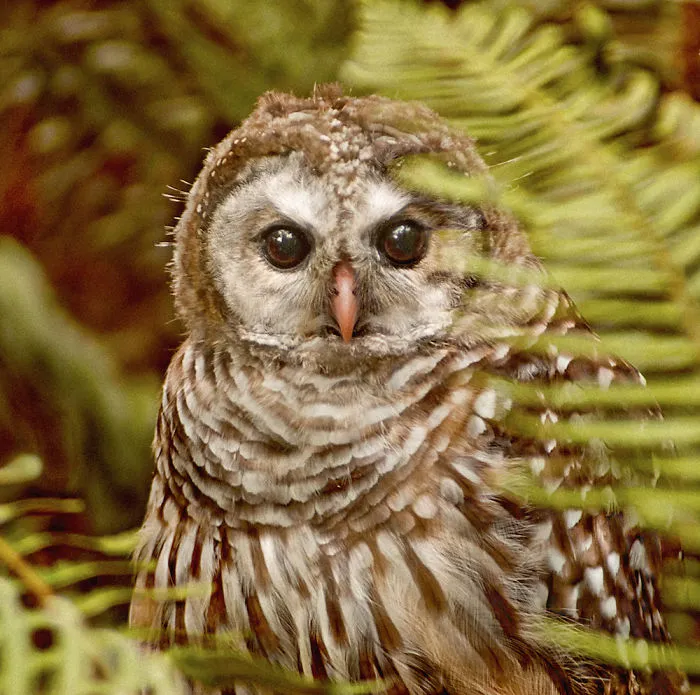 112 Majestic Owls Caught On Camera