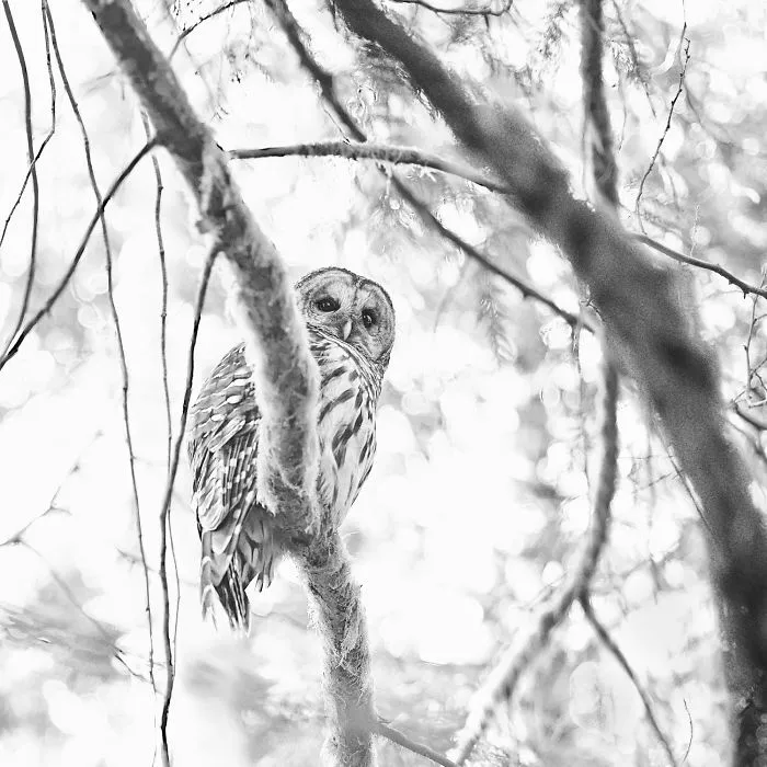 112 Majestic Owls Caught On Camera
