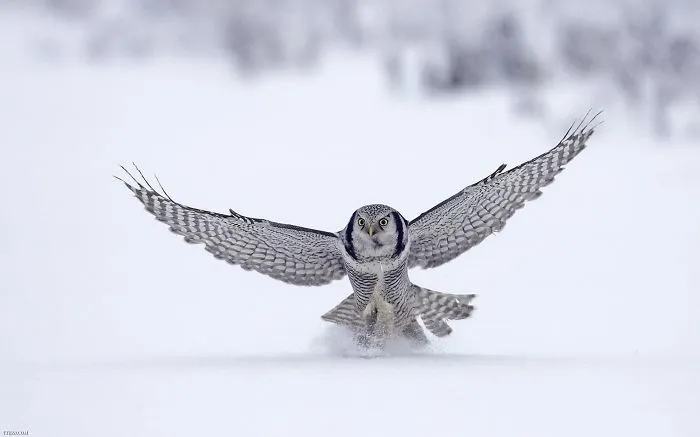 112 Majestic Owls Caught On Camera