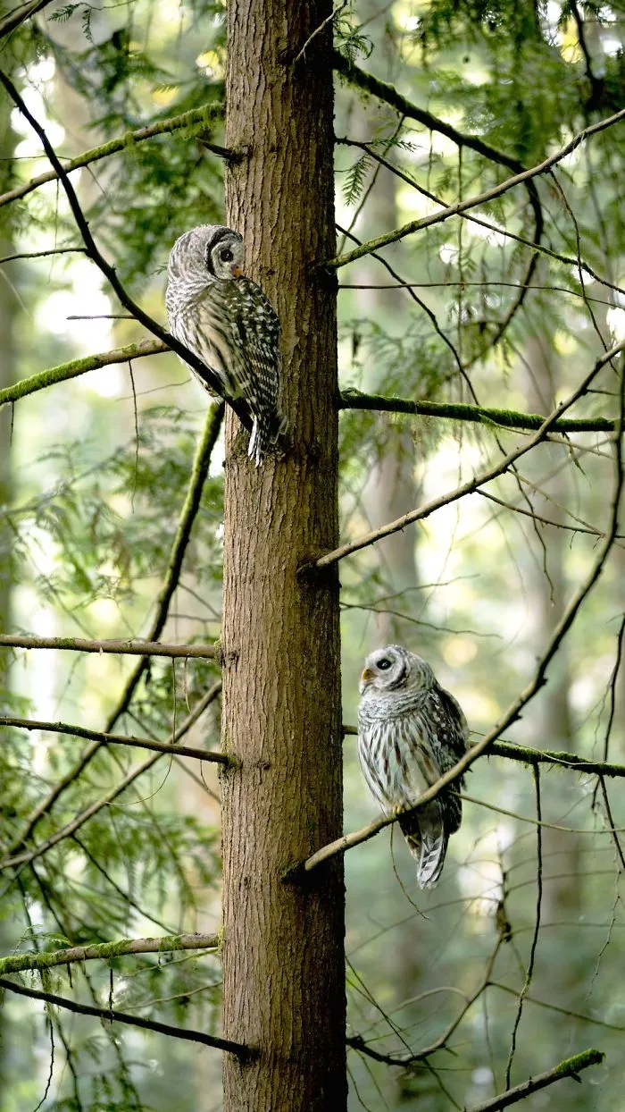 112 Majestic Owls Caught On Camera