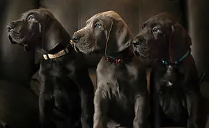 What Happens When Three Adorable Great Dane Puppies Pose