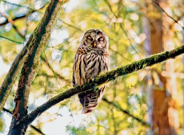112 Majestic Owls Caught On Camera