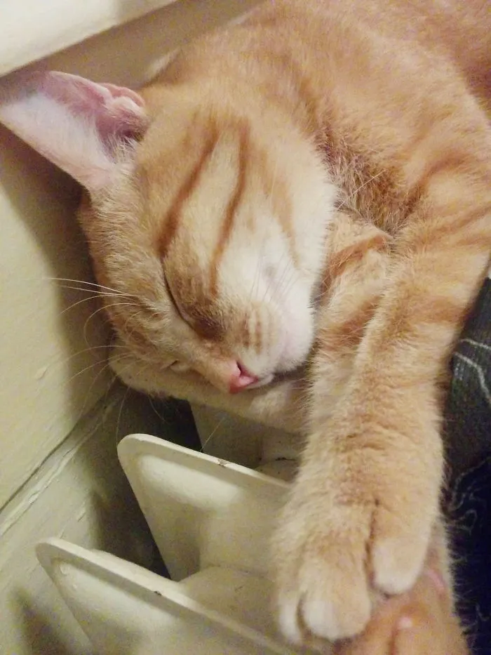 Cat Getting Warm