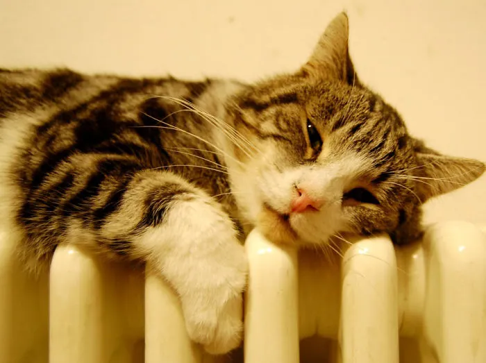 Cat Getting Warm