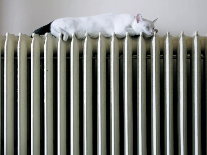 Cat Getting Warm