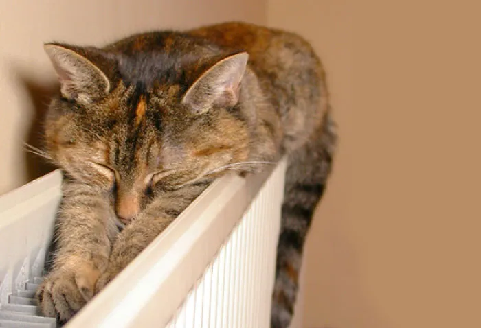 Cat Getting Warm