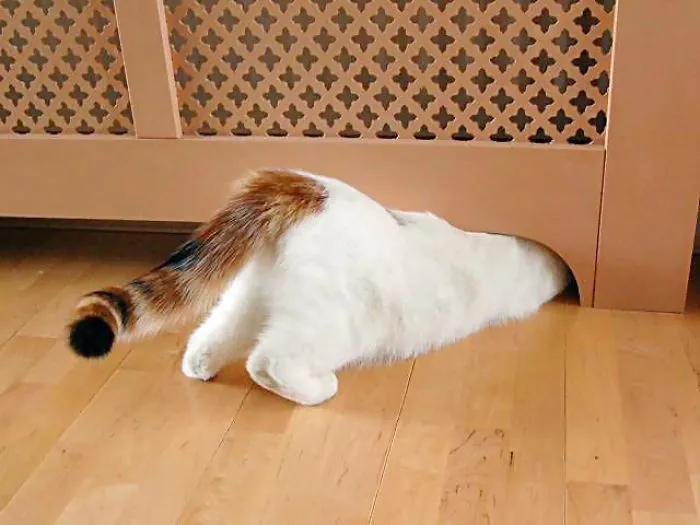 Cat Getting Warm