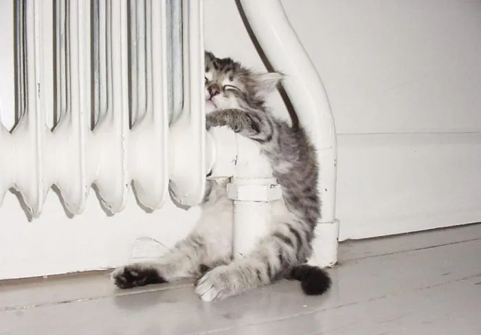 Cat Getting Warm