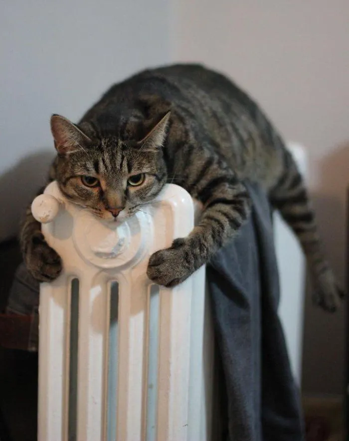 Cat Getting Warm