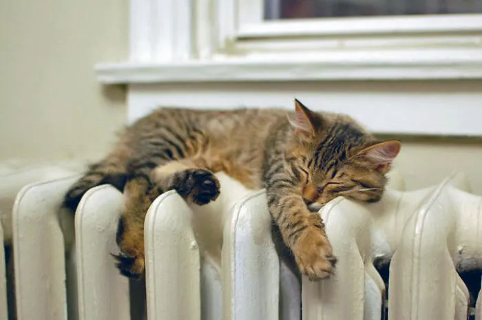 Cat Getting Warm