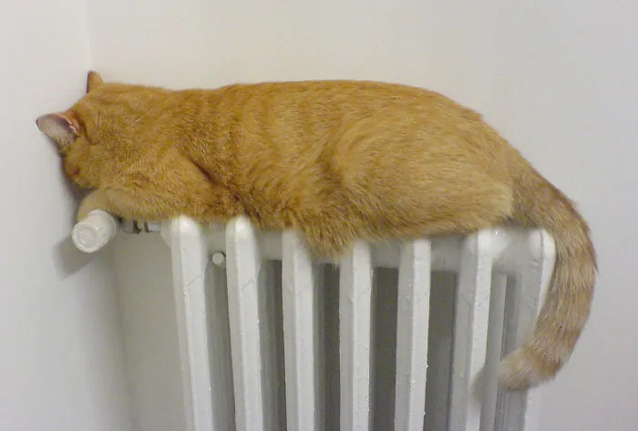 Cat Getting Warm