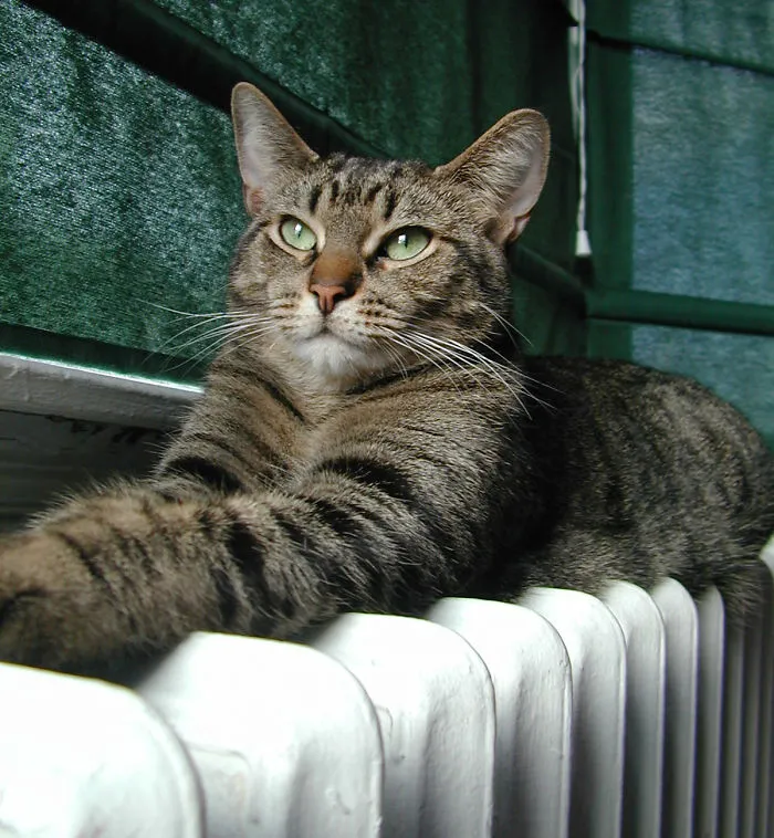 Cat Getting Warm
