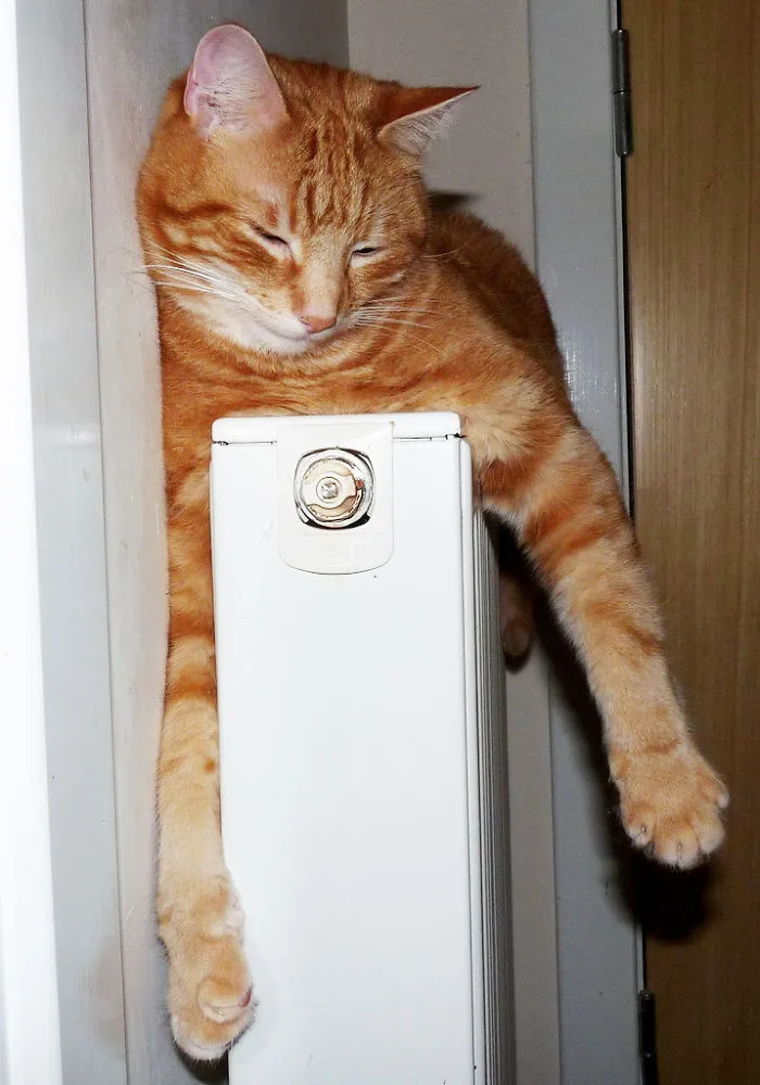 Cat Getting Warm