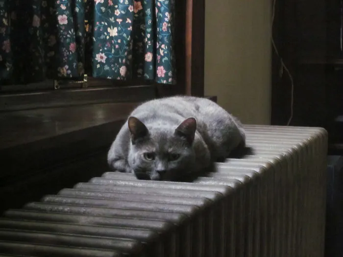 Cat Getting Warm