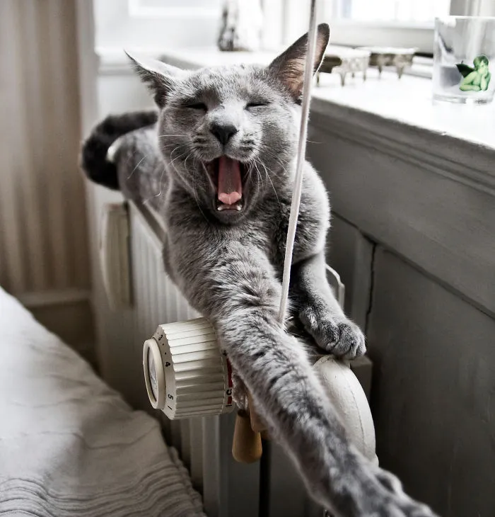 Cat Getting Warm