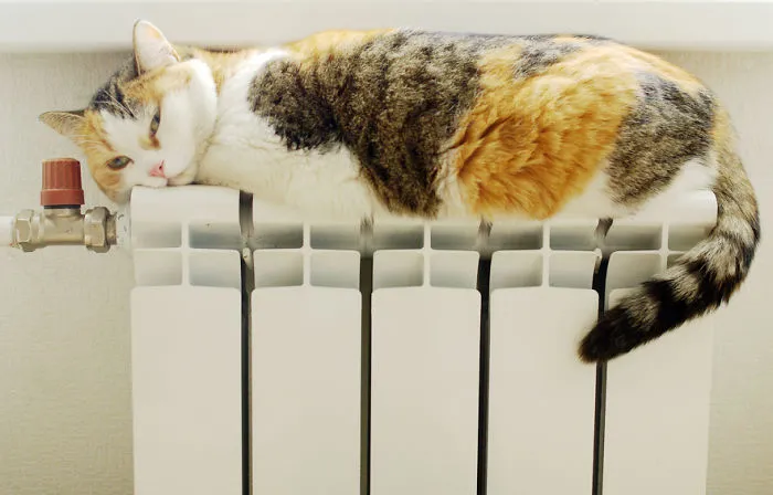 Cat Getting Warm