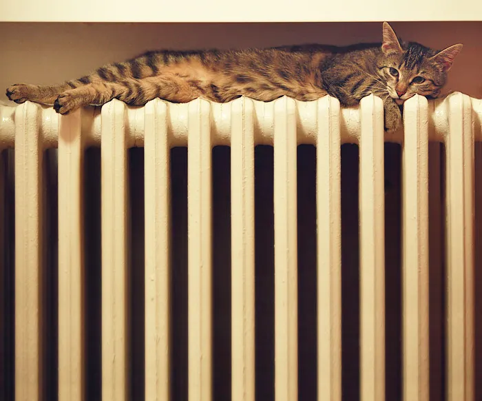 Cat Getting Warm