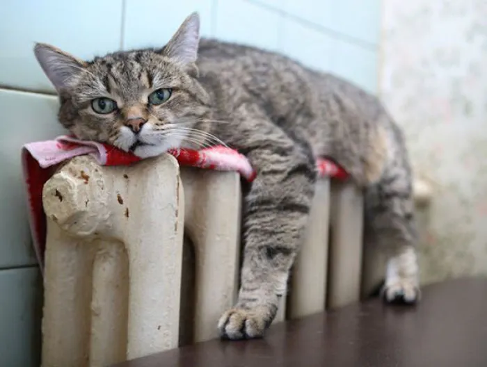 Cat Getting Warm