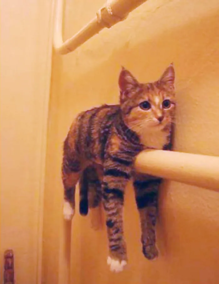 Cat Getting Warm