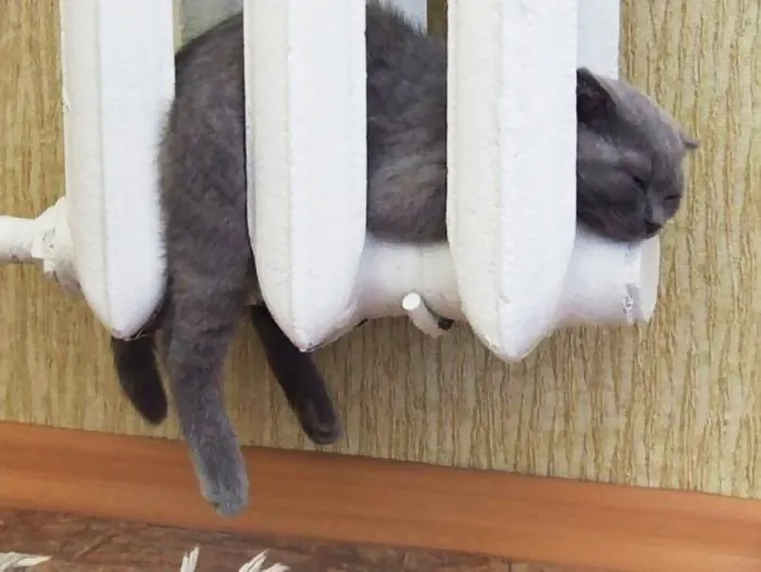 Cat Getting Warm