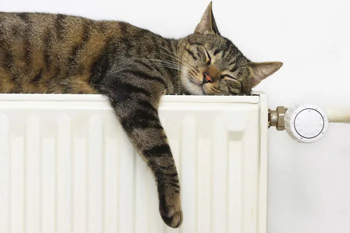 Cat Getting Warm