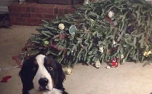 50 Dogs And Cats That Destroyed Christmas