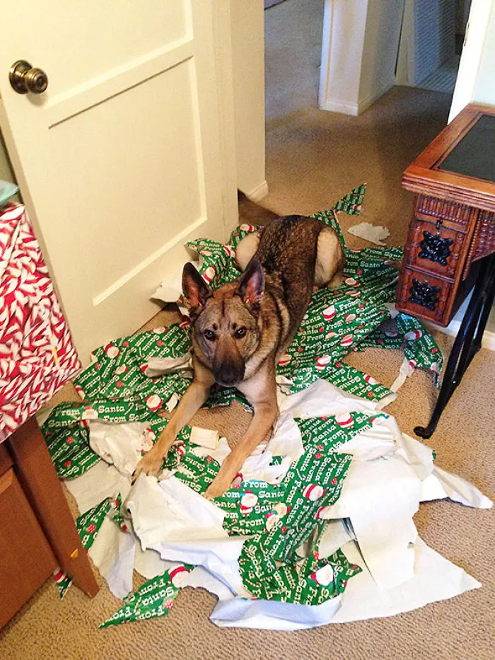 Creo que mi perro está disfrutando la Navidad