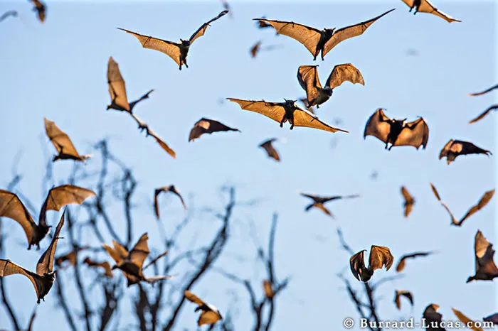 Fruit Bats in Zambia